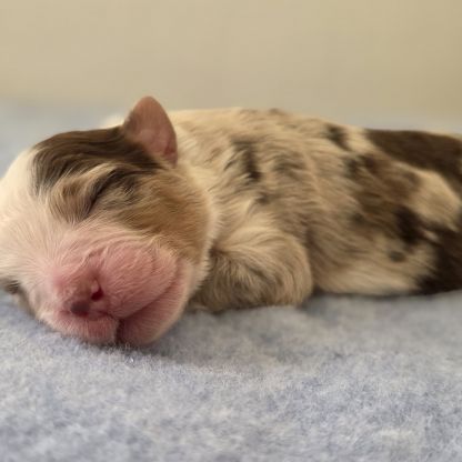 Chiots berger australien lof #12