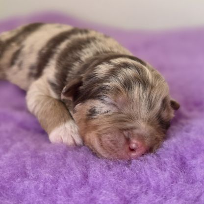 Chiots berger australien lof #15