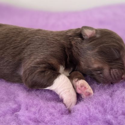 Chiots berger australien lof #16