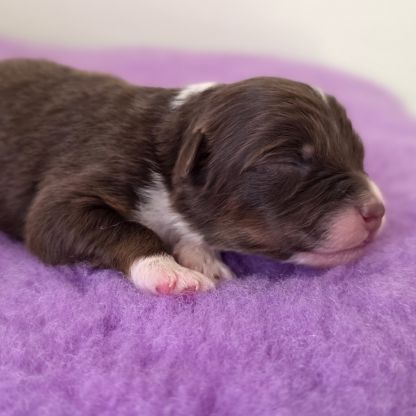 Chiots berger australien lof #17