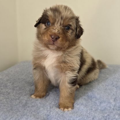 Chiots berger australien lof