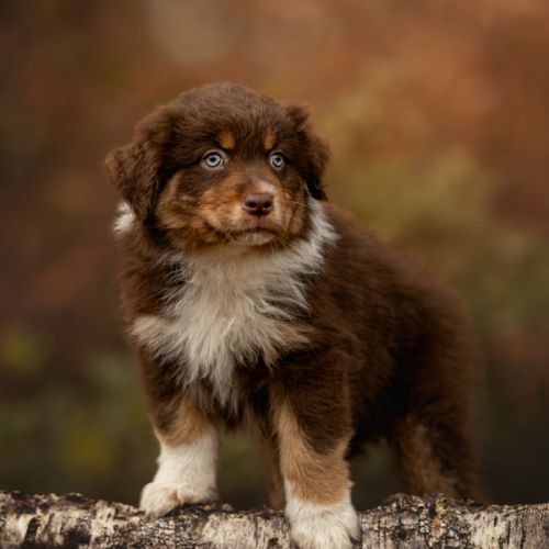 Chiots berger australien lof #3