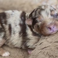Chiots berger australien lof