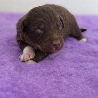 Chiots berger australien lof #2