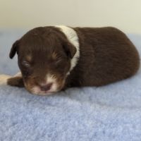Chiots berger australien lof #3