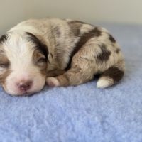 Chiots berger australien lof #4