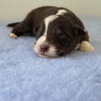 Chiots berger australien lof #5