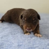 Chiots berger australien lof #7