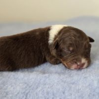 Chiots berger australien lof #9