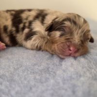 Chiots berger australien lof #10
