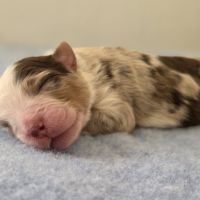 Chiots berger australien lof #12