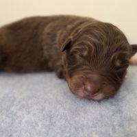 Chiots berger australien lof #13