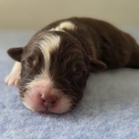 Chiots berger australien lof #14