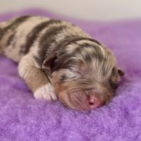 Chiots berger australien lof #15
