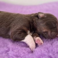 Chiots berger australien lof #16