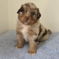 Chiots berger australien lof