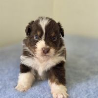 Chiots berger australien lof