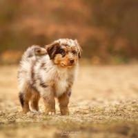 Chiots berger australien lof