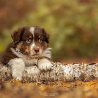 Chiots berger australien lof #2
