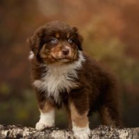 Chiots berger australien lof #3