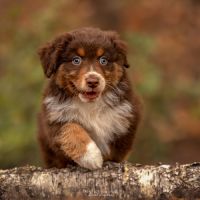 Chiots berger australien lof #4