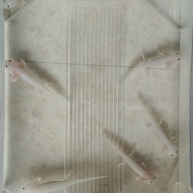 Bébé axolotl