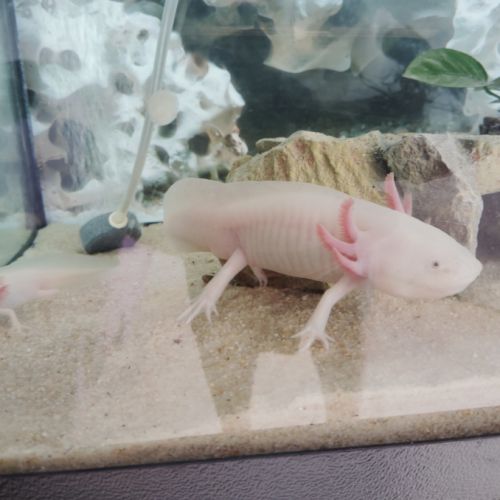 Bébé axolotl #2