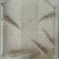 Bébé axolotl