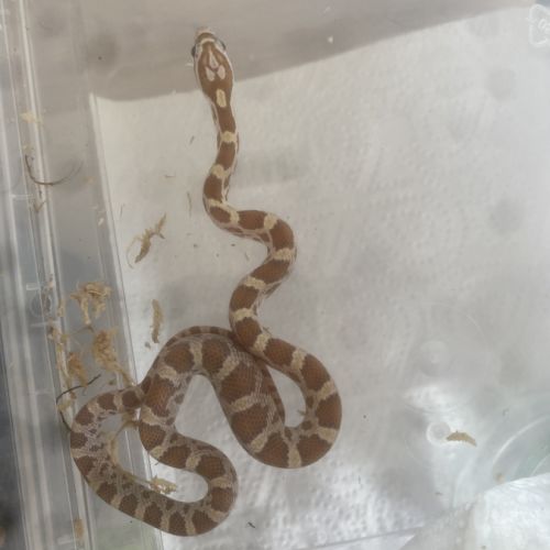 Pantherophis scaleless