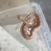 Pantherophis scaleless #1