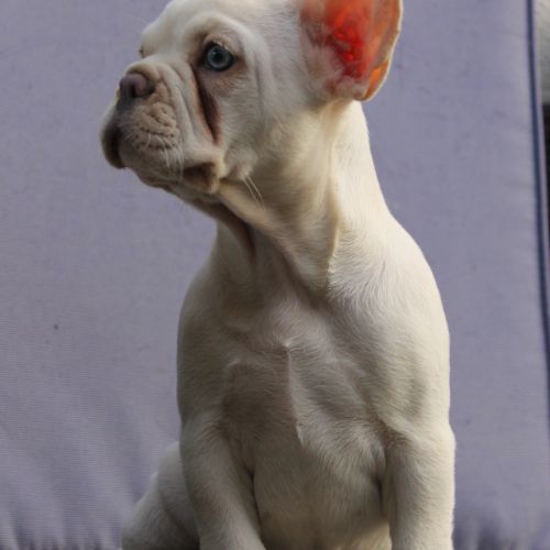 Femelle bouledogue français exotiques