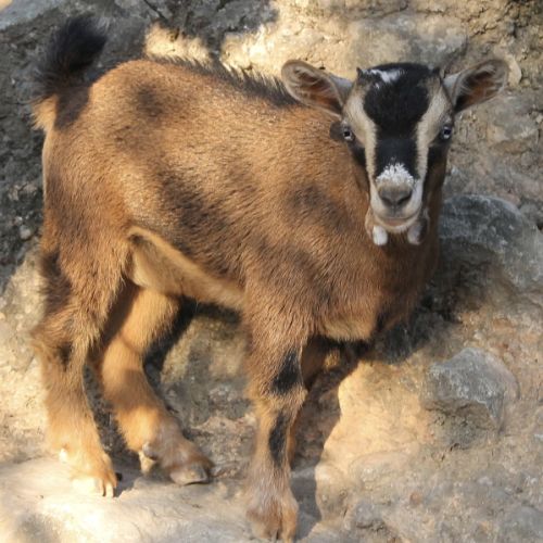 Chevrette miniature aux yeux bleus