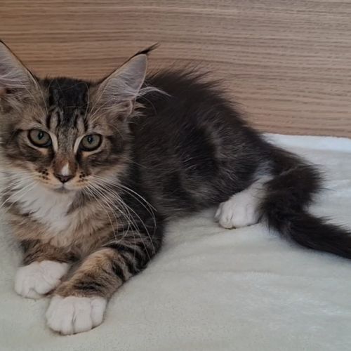 Chaton femelle maine coon loof #2