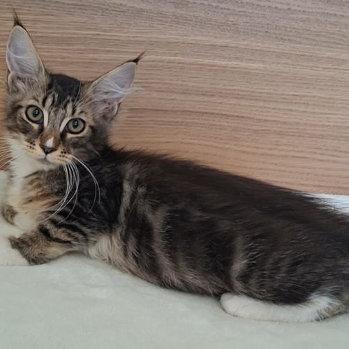 Chaton femelle maine coon loof #3