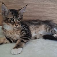 Chaton femelle maine coon loof