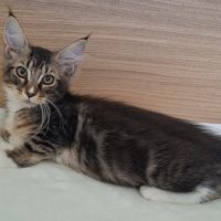 Chaton femelle maine coon loof #3