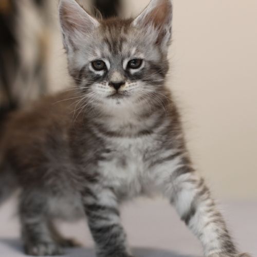 Chatons mâle maine coon loof #2