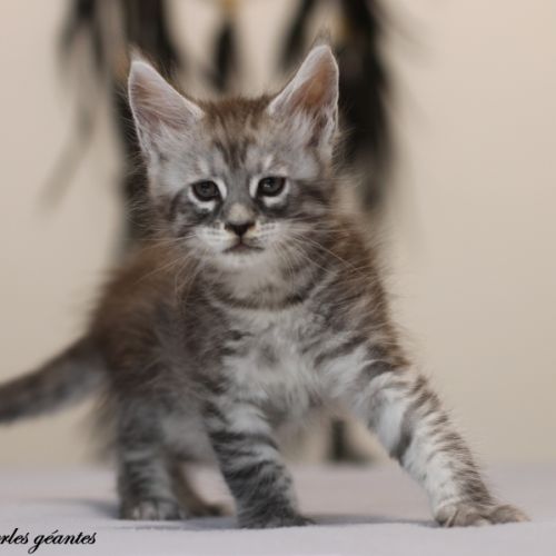 Chatons mâle maine coon loof #3