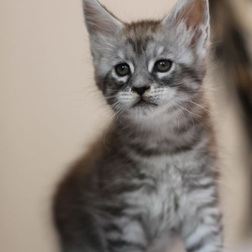 Chatons mâle maine coon loof #4