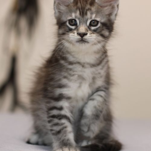 Chatons mâle maine coon loof #5