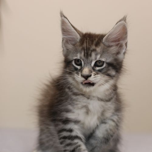 Chatons mâle maine coon loof #6