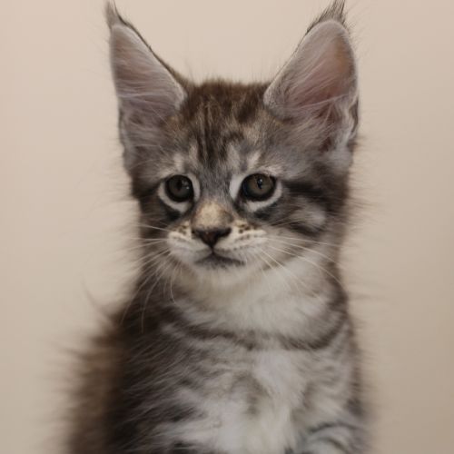 Chatons mâle maine coon loof #7