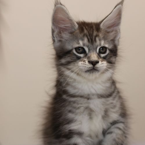 Chatons mâle maine coon loof #8