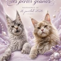 Chatons mâle maine coon loof