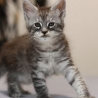Chatons mâle maine coon loof #2