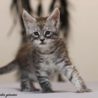 Chatons mâle maine coon loof #3