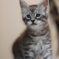 Chatons mâle maine coon loof #4