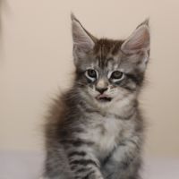 Chatons mâle maine coon loof #6