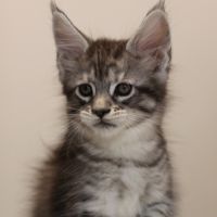 Chatons mâle maine coon loof #7