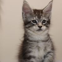 Chatons mâle maine coon loof #8